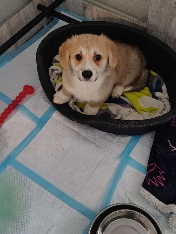 Kennel Club Registered Corgi Puppies For Sale