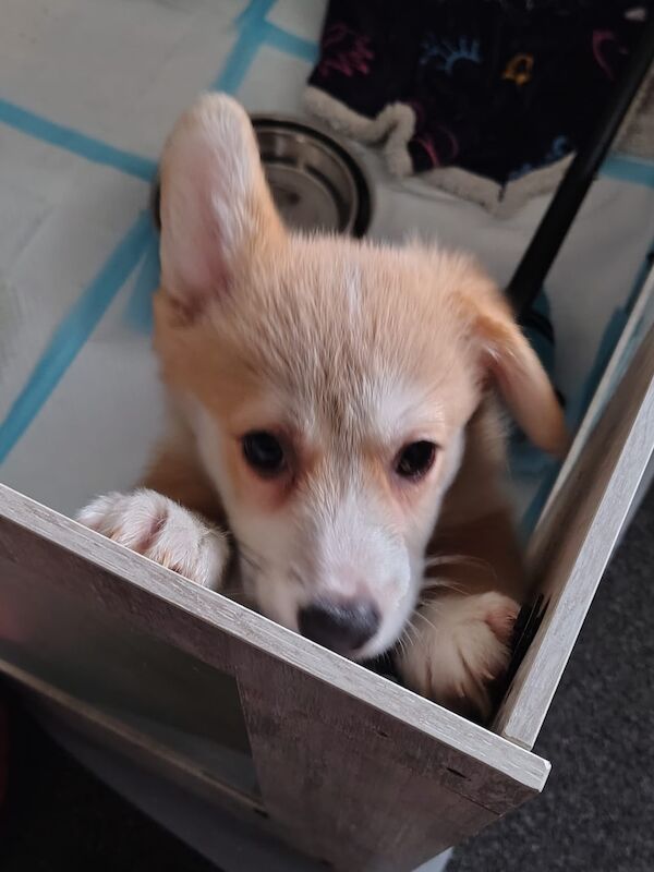 2 Gorgeous KC Registered puppies looking for their forever home. - Image 3 of 4