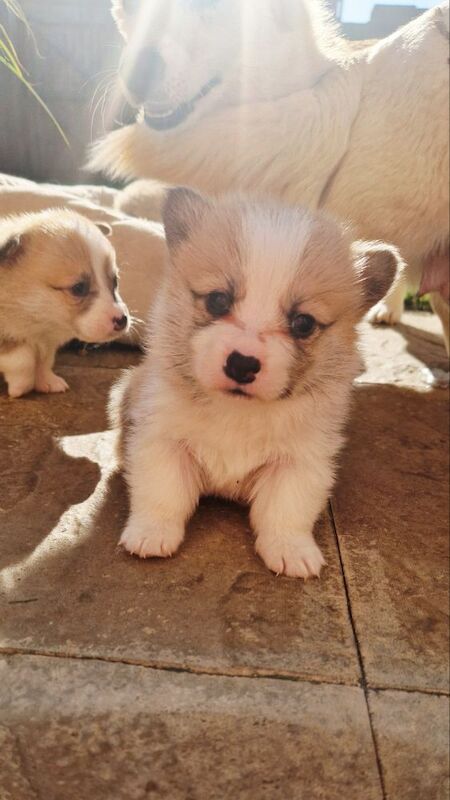 Amazing Corgi puppies ready soon. for sale in Scarborough, North Yorkshire