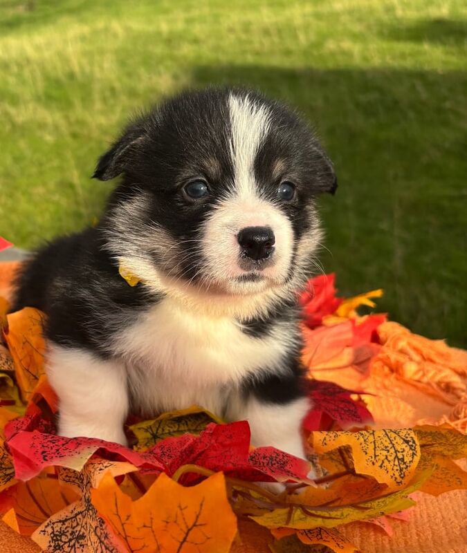 Corgi puppies for sale in Brecon / Aberhonddu, Powys – KC registered, 6 weeks old