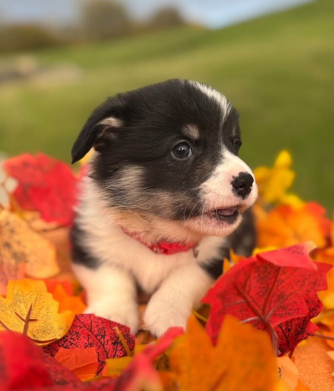 Corgi puppies for sale in Brecon / Aberhonddu, Powys – KC registered, 6 weeks old - Image 2 of 3