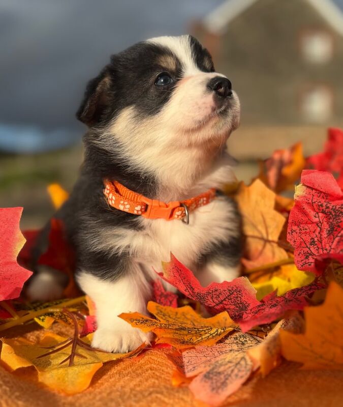 Corgi puppies for sale in Brecon / Aberhonddu, Powys – KC registered, 6 weeks old - Image 3 of 3