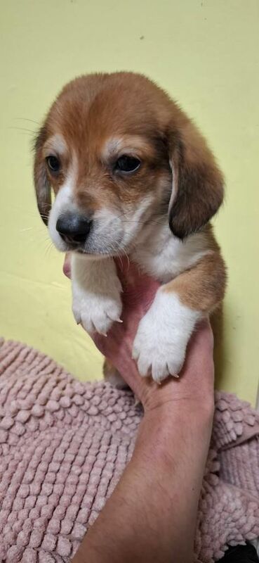 Corgi Puppies For Sale