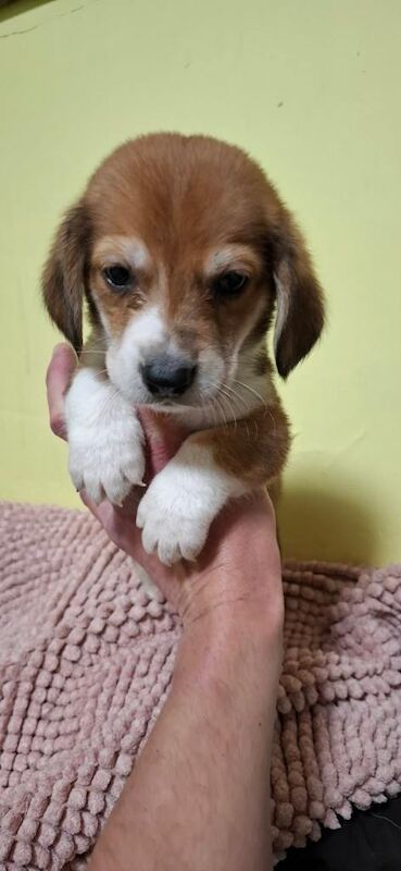 Corgi cross basset hound puppies - Image 2 of 5