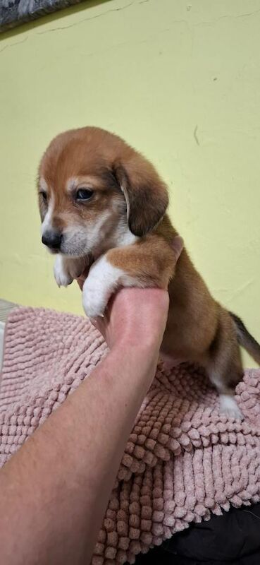 Corgi cross basset hound puppies - Image 3 of 5