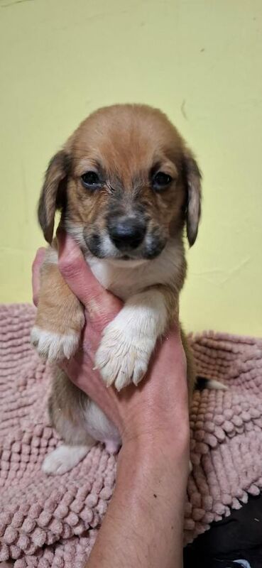 Corgi cross basset hound puppies - Image 4 of 5