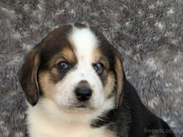 Dog Breed Basset Hound Corgi Mix Puppies German Shepherd Beagle