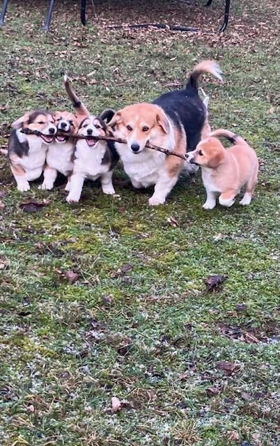 Corgi mix - 2 female pups