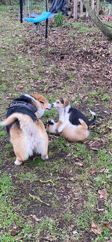 Corgi mix - 2 female pups - Image 2 of 8