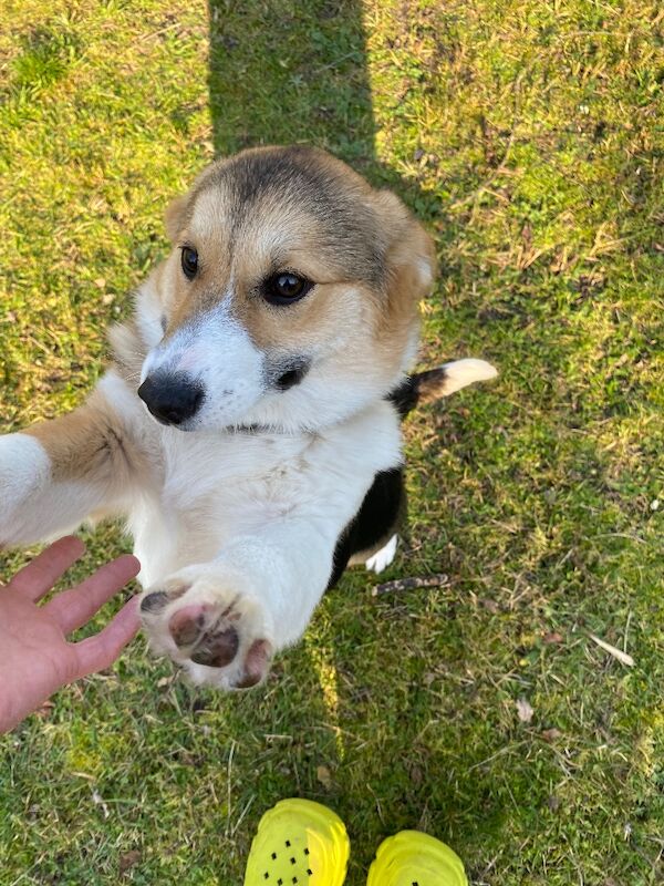 Corgi mix - 2 female pups - Image 3 of 8