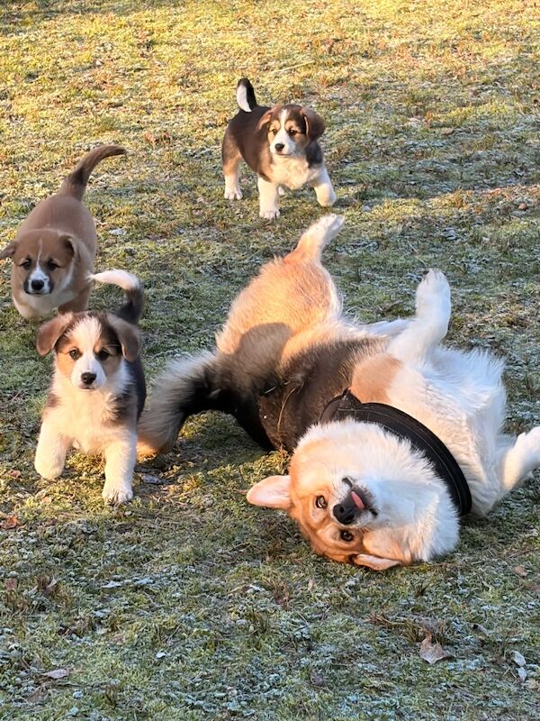 Corgi mix - 2 female pups - Image 4 of 8