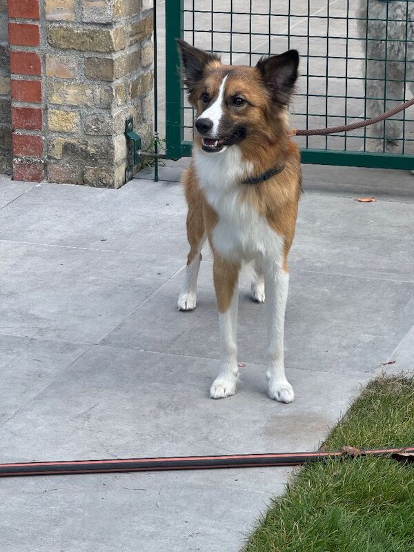 Corgi mix - 2 female pups - Image 5 of 8