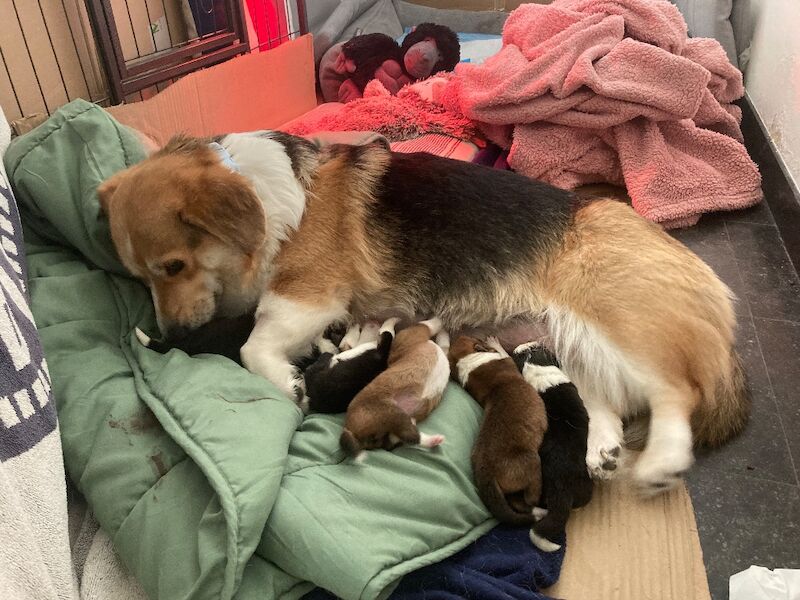 Corgi mix - 2 female pups - Image 6 of 8
