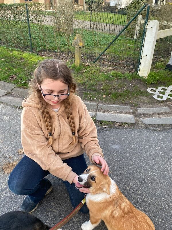 Corgi mix - 2 female pups - Image 7 of 8