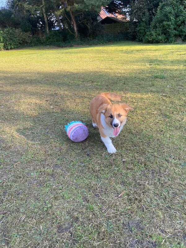 Corgi mix - 2 female pups - Image 8 of 8