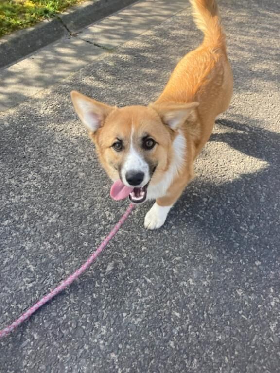 Corgi mix - 2 female pups - Image 7 of 8