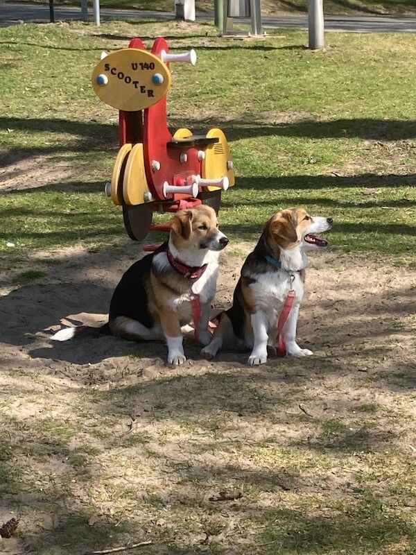 Corgi mix - 2 female pups - Image 8 of 8