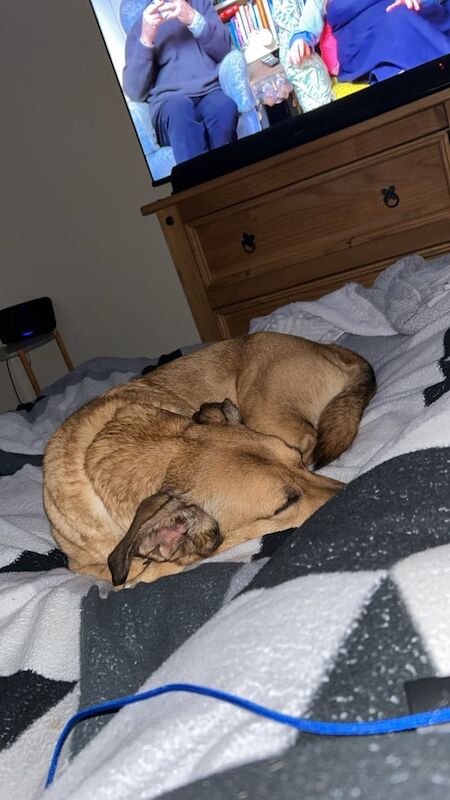 Corgi puppies for sale in Dalkeith, Midlothian – 6 years old