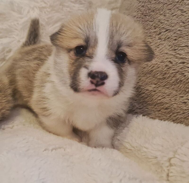 Corgi puppies for sale in Scarborough, North Yorkshire – KC registered, 6 weeks old