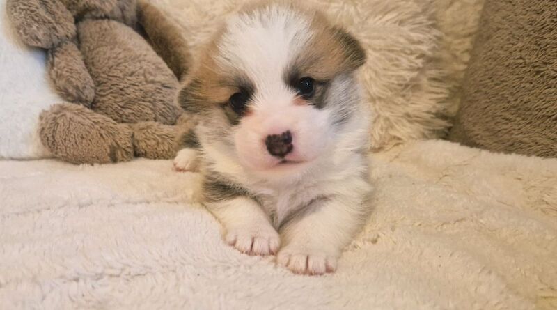 Corgi puppies for sale in Scarborough, North Yorkshire – KC registered, 10 weeks old