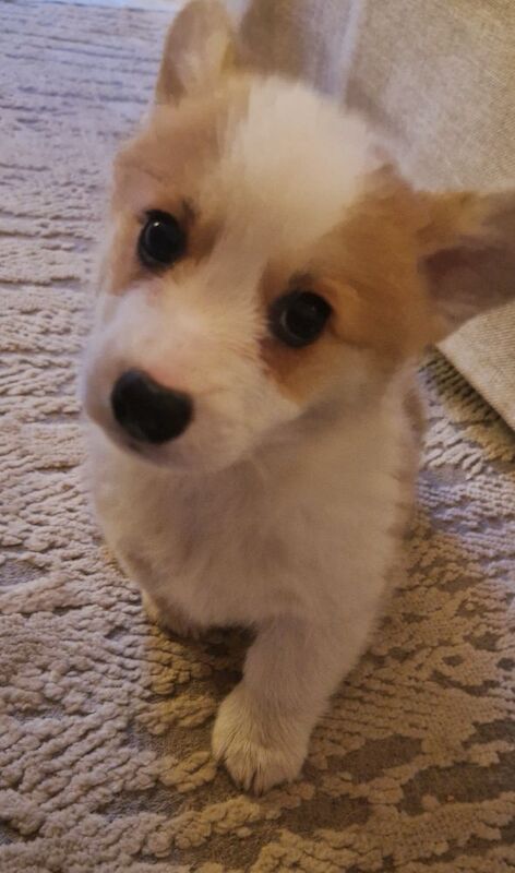 Corgi puppies for sale in Scarborough, North Yorkshire – KC registered, 4 months old - Image 2 of 3