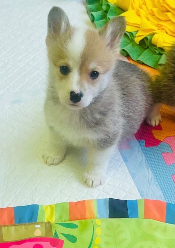 Corgi Puppies For Sale Under £1,000