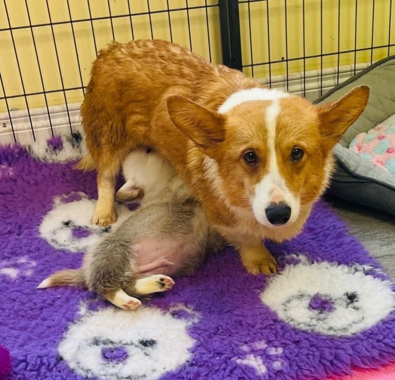 Gorgeous Corgi Puppies LAST FEMALE - Image 3 of 4
