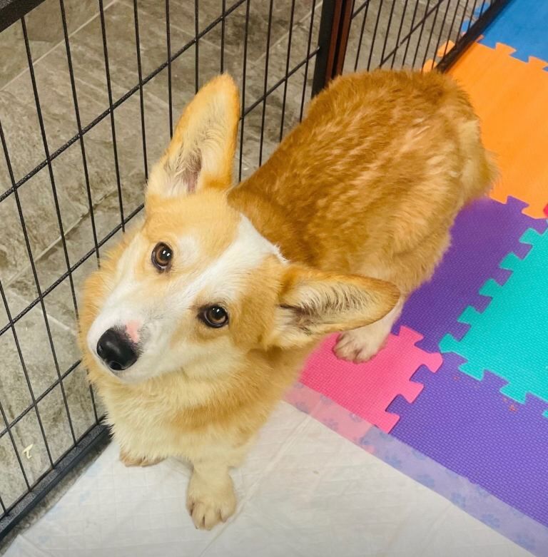 Gorgeous Corgi Puppies LAST FEMALE - Image 4 of 4