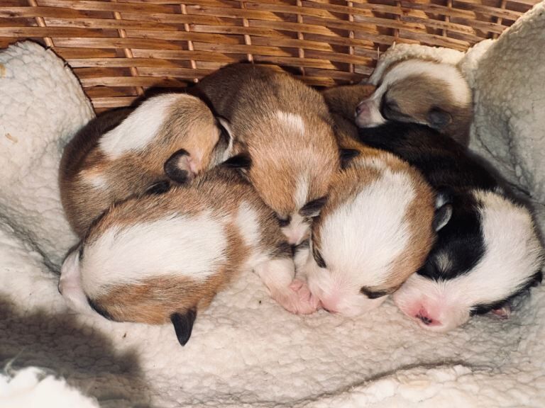 Corgi puppies for sale in Llanelli, Dyfed – KC registered, 1 week old