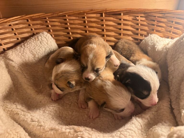 Corgi puppies for sale in Llanelli, Dyfed – KC registered, 1 week old - Image 2 of 4