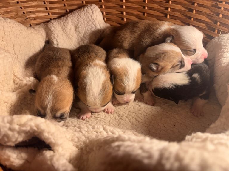 Corgi puppies for sale in Llanelli, Dyfed – KC registered, 1 week old - Image 3 of 4