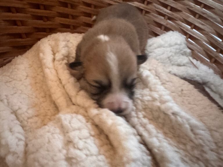 Corgi puppies for sale in Llanelli, Dyfed – KC registered, 1 week old - Image 4 of 4