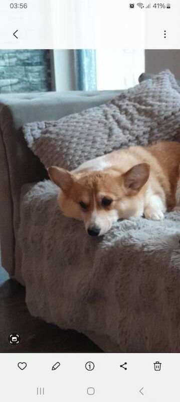 Kc reg Welsh Pembroke Corgi almost 4 yr girl,sad sale..