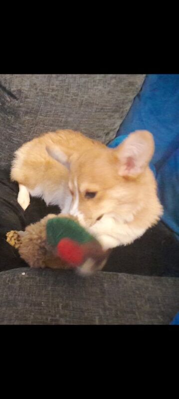 Kc reg Welsh Pembroke Corgi almost 4 yr girl,sad sale.. - Image 2 of 3