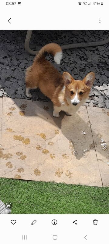 Kc reg Welsh Pembroke Corgi almost 4 yr girl,sad sale.. - Image 3 of 3