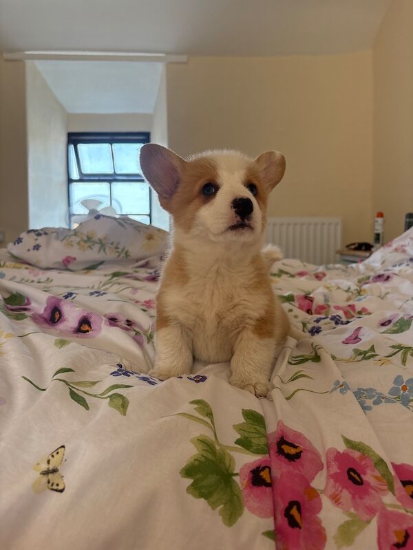 KC Registered Corgi Pups for sale