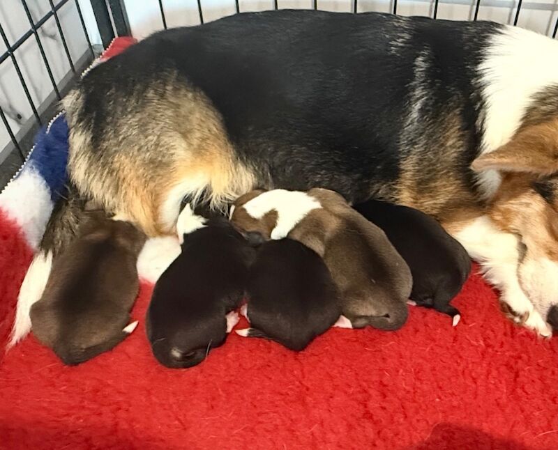 Corgi Puppies For Sale