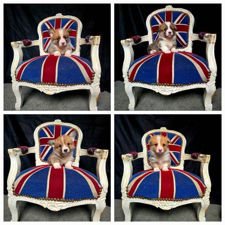 Corgi puppies for sale in Llanfyllin, Powys – KC registered, 7 weeks old