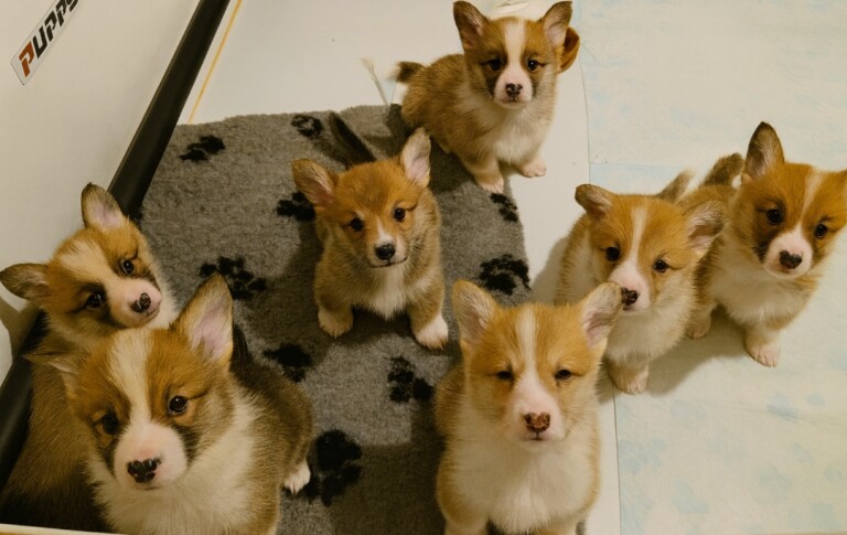 Corgi puppies for sale in Llanfyllin, Powys – KC registered, 12 weeks old - Image 2 of 3