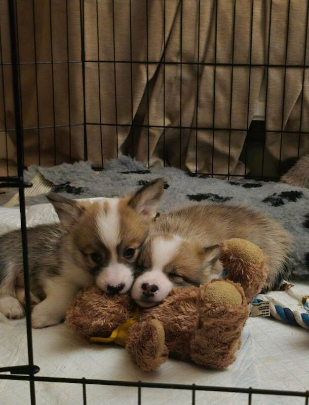 Corgi puppies for sale in Llanfyllin, Powys – KC registered, 12 weeks old - Image 3 of 3