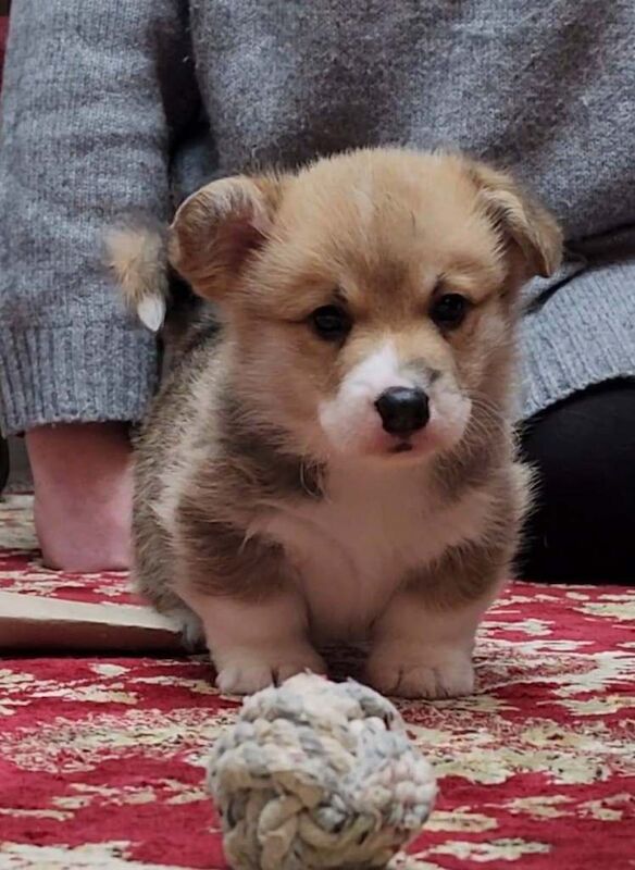 Kennel Club Registered Corgi Puppies For Sale