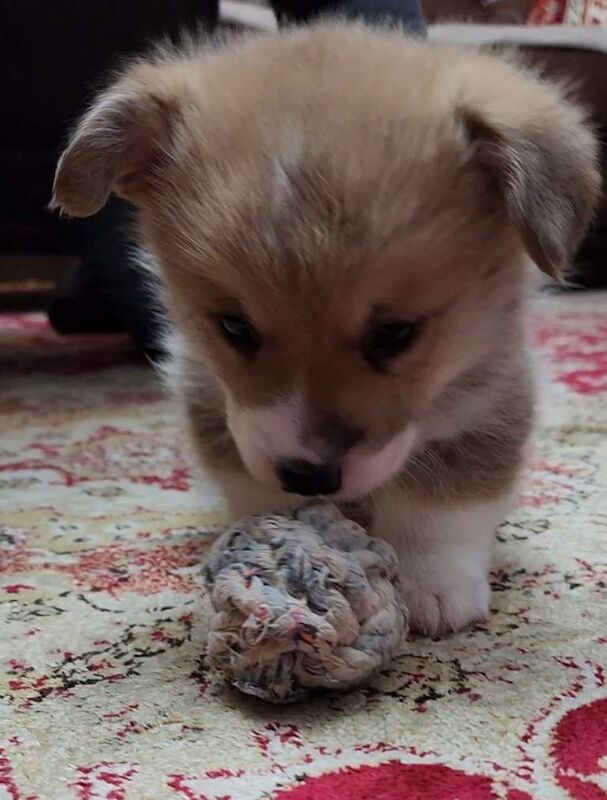 Pedigree IKC male Pembroke Welsh Corgi Pup - SHOW QUALITY - Image 3 of 3