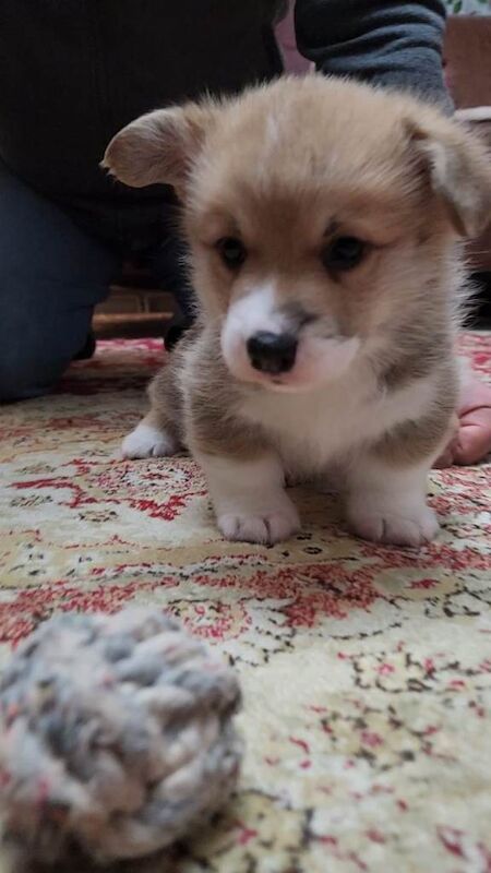 Corgi puppies for sale in Belleek, County Fermanagh – KC registered, 5 weeks old - Image 2 of 3