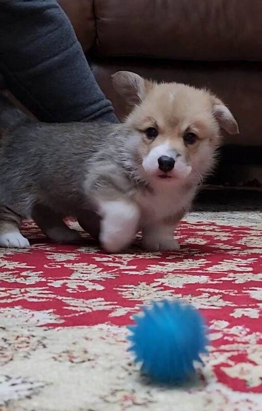 Corgi puppies for sale in Belleek, County Fermanagh – KC registered, 5 weeks old - Image 3 of 3