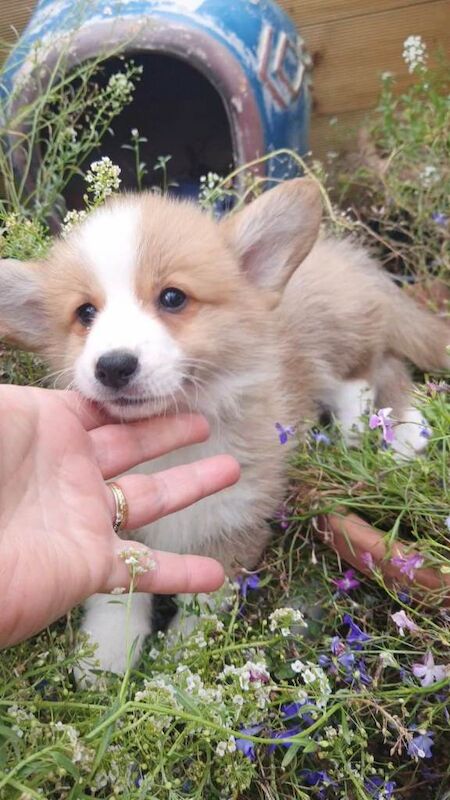 Pedigree IKC Red & White Pembroke Welsh Corgi Male Pups
