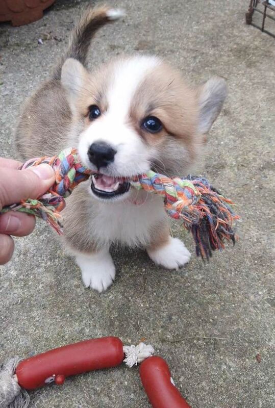Pedigree IKC Red & White Pembroke Welsh Corgi Male Pups - Image 2 of 3