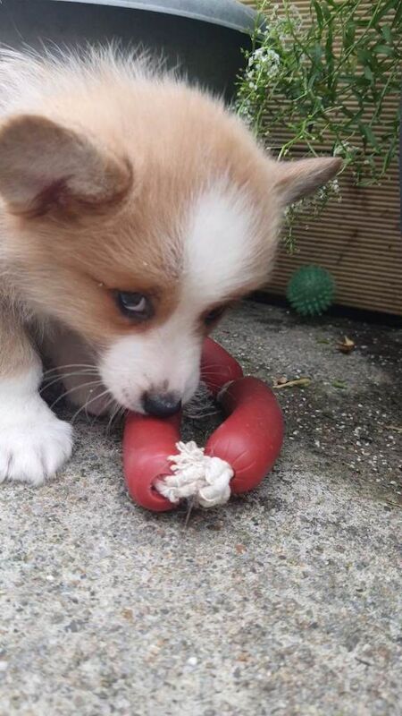 Pedigree IKC Red & White Pembroke Welsh Corgi Male Pups - Image 3 of 3