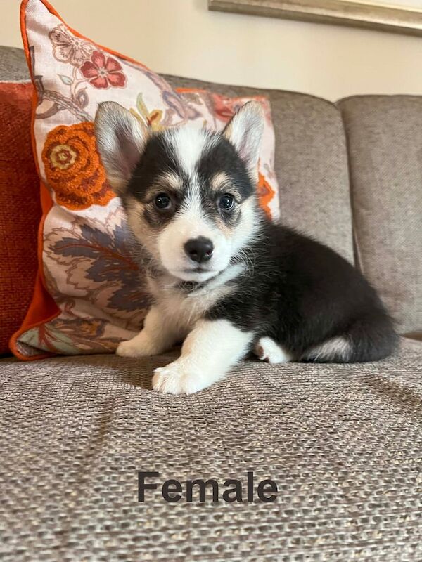 Kennel Club Registered Corgi Puppies For Sale