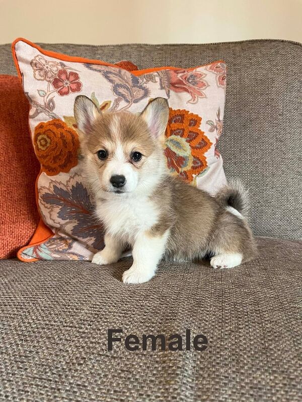 Corgi puppies for sale in Dromore , County Down – KC registered, 9 weeks old - Image 2 of 3