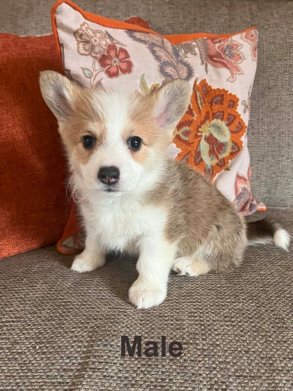 Corgi puppies for sale in Dromore , County Down – KC registered, 9 weeks old - Image 3 of 3